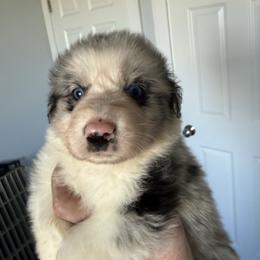 River - Blue merle male Australian Shepherd puppy in Ellensburg, Washington from Creekside Aussies