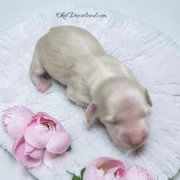 Regan - Cream female Dachshund puppy in Oklahoma City, Oklahoma from OkieDoxieland Dachshunds