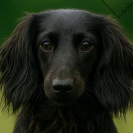 Rosie Posie - Dachshund