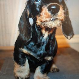 Boy 1 - male Dachshund puppy in from Anastasiya Skorobogatova