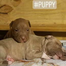 American Pit Bull Terrier Puppies from Kaotic APBTs