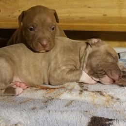 American Pit Bull Terrier Puppies from Kaotic APBTs