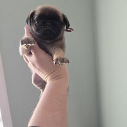 Lola - Fawn female Pug puppy in Auburn, Kentucky from Prentice Family Pugs