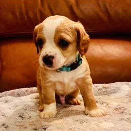 Cooper - Buff and white male Cocker Spaniel puppy in Santa Ana, California from American Cocker Spaniel
