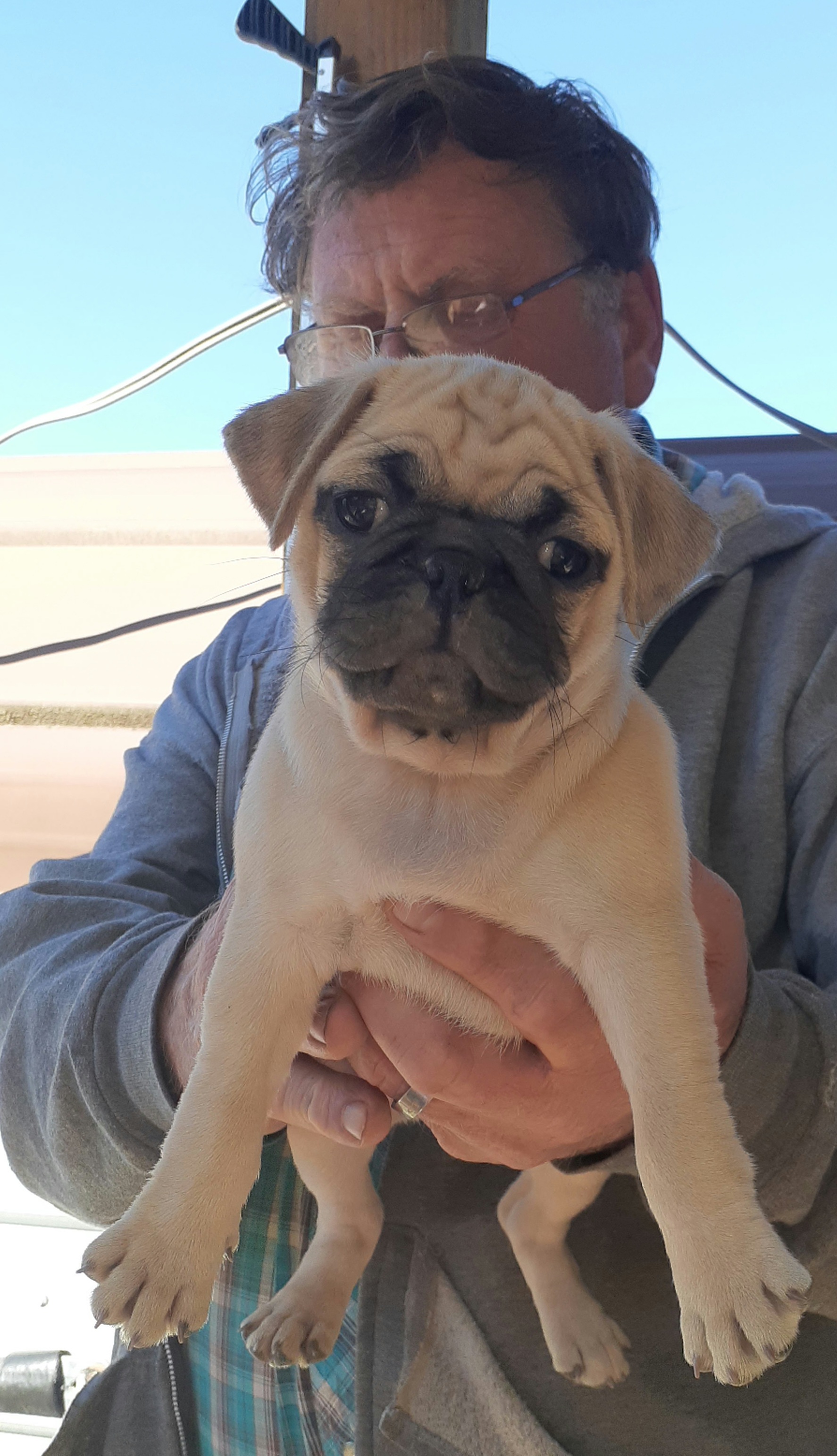 Pug Puppies from Hatfield Pugs