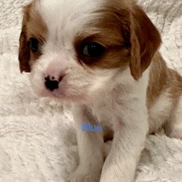 Cavalier King Charles Spaniel Puppies from Rhonda Davis