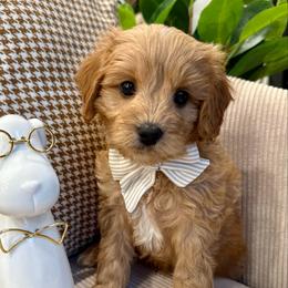 Thomas Bennett - male Cavapoochon puppy in Lucas, Ohio from Apricot Lane Puppy