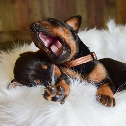Doberman Pinscher Puppies from Makkr Ridge Dobermans