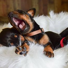 Doberman Pinscher Puppies from Makkr Ridge Dobermans