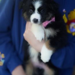 Patsy Cline - Black tri-color female Australian Shepherd puppy in Austin, Texas from Sweetwater Australian Shepherds