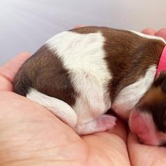 Cavachon, Cavalier King Charles Spaniel, and Cavapoo Puppies from LierChonPoo