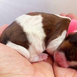 Cavachon, Cavalier King Charles Spaniel, and Cavapoo Puppies from LierChonPoo