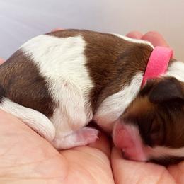 Cavachon, Cavalier King Charles Spaniel, and Cavapoo Puppies from LierChonPoo