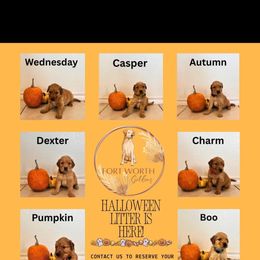 Boy 2 - male Golden Retriever puppy in Fort Worth, Texas from Fort Worth Goldens