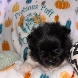 Juniper - Black parti female Pomeranian puppy in Zavalla, Texas from Precious Puff Poms