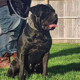 Cleo - Cane Corso