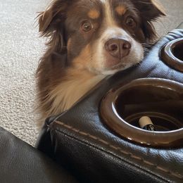 Miniature Australian Shepherd All Grown Up from ME Kennels