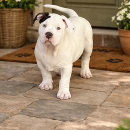 Ryder - White male American Bully puppy in Conroe, Texas from Titanium Kilo Kennels Texas