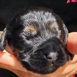 Chew Barka - Black and tan male Cockapoo puppy in Indiahoma, Oklahoma from Phamily Doodles