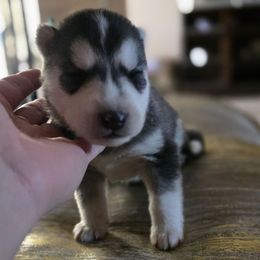 Stitch (626) - Black and white male Pomsky puppy in Peoria, Arizona from Peoria Pomskies