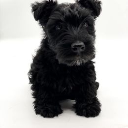 Scottish Terrier Puppies from Jaleh Armstrong