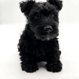 Scottish Terrier Puppies from Jaleh Armstrong