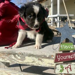 Griswold - Black tri-color male Australian Shepherd puppy in Preston, Idaho from KC Bar Ranch Aussies