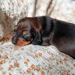 Dachshund Puppies from Drift & Dash Dachshunds