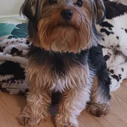 Yorkshire Terrier Puppies from Yorkies Parti of 4