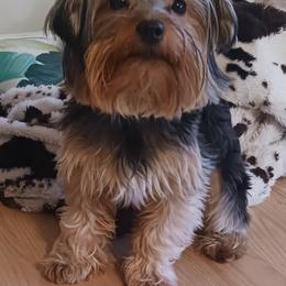 Yorkshire Terrier Puppies from Yorkies Parti of 4