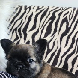 Rayne - Fawn female French Bulldog puppy in Springfield, Missouri from #1 Frenchies aka Nokie's Bullies