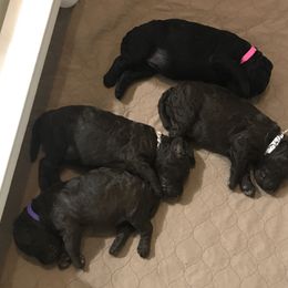 Poodle Puppies from Poodle Sense
