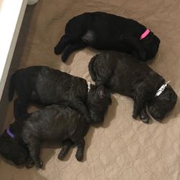 Poodle Puppies from Poodle Sense