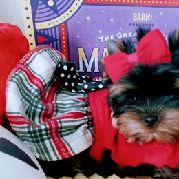 Yorkshire Terrier Puppies from Twilights Yorkies FL