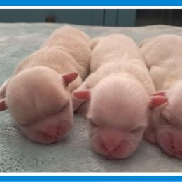 Carrie - White female Shih Tzu puppy in Silver Springs, Nevada from Meadowlyn's Dream Shih Tzu