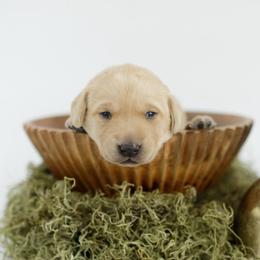Skye - Yellow female Labrador Retriever puppy in Allons, Tennessee from UC Labradors LLC