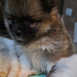 Dusty - Red sable male Pomeranian puppy in Pickton, Texas from Mandy's Precious Poms