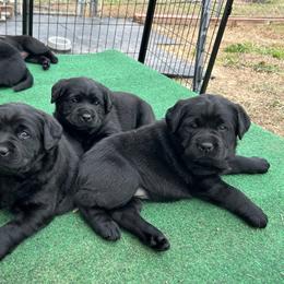 Labrador Retriever Puppies from McCracker Pond Labradors