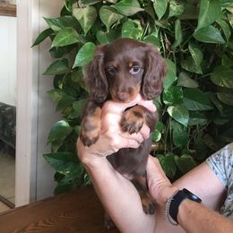 Dachshund Puppies from Windy Ridge Miniatures