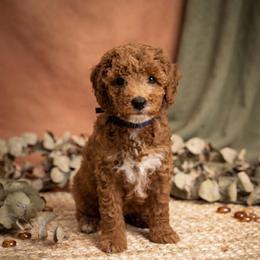 Toffee - Red  male Goldendoodle puppy in Miami, Florida from Haus of Pawz