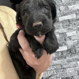 Puppy 4 - Black male Whoodle puppy in Corinth, Maine from Whoodles of Maine