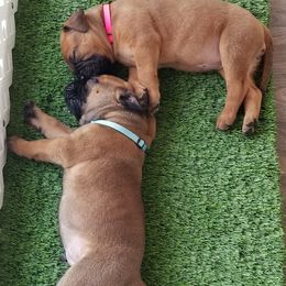Bullmastiff Puppies from Faulkner Bullmastiffs