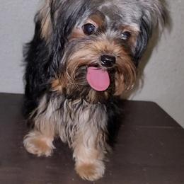 Bugatti Jr - Yorkshire Terrier