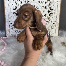 Cute Red Shaded Wirehair - Red female Dachshund puppy in Austin, Colorado from Colorado Mini Dachshunds & Mini Pomskies