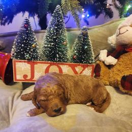Ruby - Red  female Goldendoodle puppy in Freedom, New York from Samantha's Goldendoodles