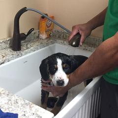 Entlebucher Mountain Dog Puppies from Royal Peak Entlebuchers