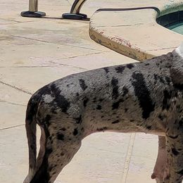 Great Danes from BLK's Great Danes