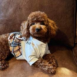 Goldendoodles and Poodles from Teddy Doods: Goldendoodles & Poodles