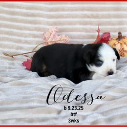 Odessa - Black tri female Miniature Australian Shepherd puppy in Madisonville, Texas from Flying LL Aussies