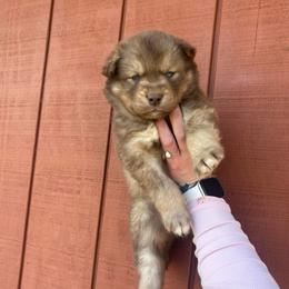Orange - Red and white male Siberian Husky puppy in Jonesborough, Tennessee from Dry Creek Siberians